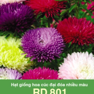 Hạt giống cúc đại đoá 801