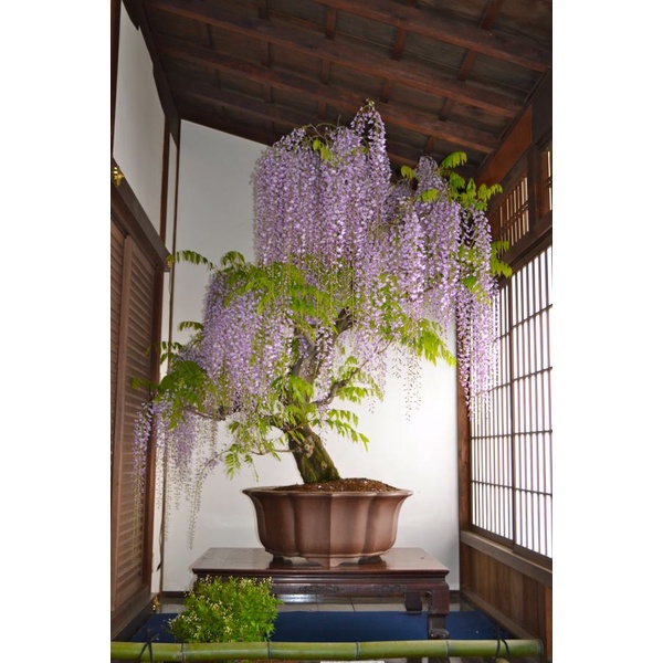 Hạt giống tử đằng thân gỗ (tặng kèm phân bón và kích mầm)