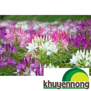 Hạt giống hoa hồng ri mix