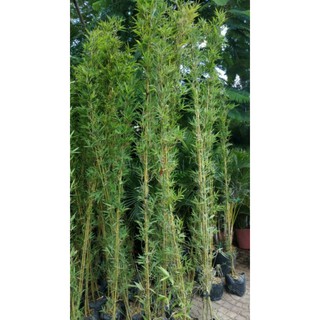 Cây 🌲 Trúc Quân Tử ( 1 chậu 3 cây  cao 1m6)