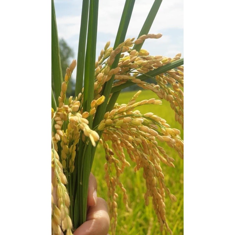 Gạo hữu cơ nếp cái hoa vàng Đồng Phú, túi 1kg hút chân không