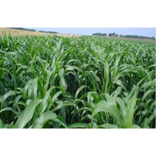 Hạt giống Cỏ Voi 100 gram