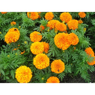 Hạt giống hoa Vạn Thọ Mỹ mix