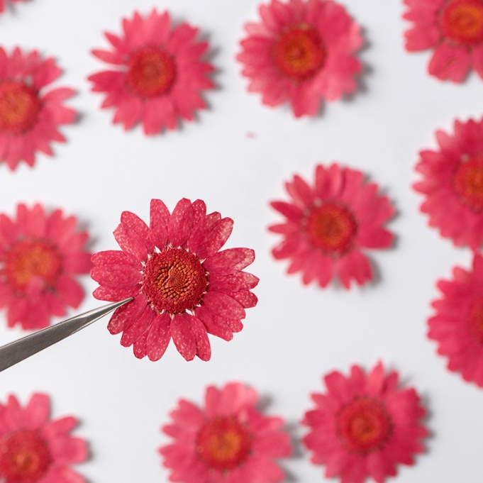 Vỉ 12 bông hoa cúc họa mi ép khô nhuộm nhiều màu cho các bạn trang trí vỏ điện thoại, đổ epoxy, trang trí DIY