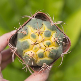 Xương rồng tân thiên địa 4-5cm