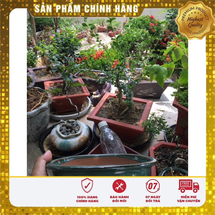 Chậu trồng Bonsai Mini Bát Tràng Minh Tâm DÀI 19 Rộng 16 Cao 4