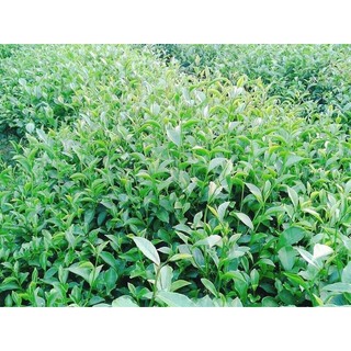 đặc sản chè thái nguyên