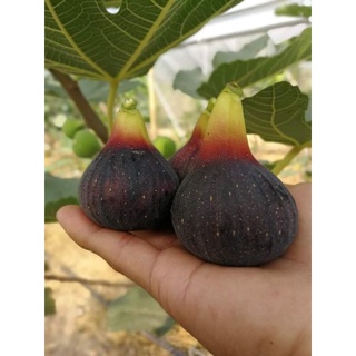 Cây giống sung mỹ đen trái to siêu ngọt