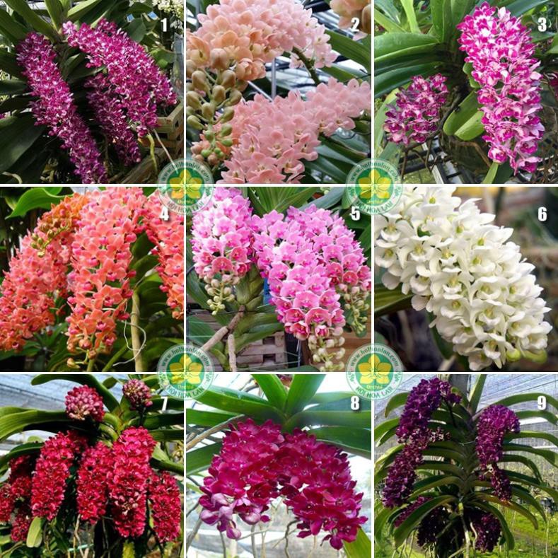 Hoa lan đai châu trắng đài loan + 700g phân thỏ hữu cơ