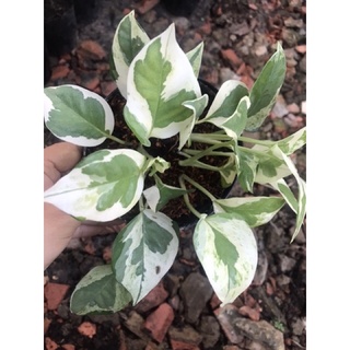 Cây trầu bà Ngọc thủy