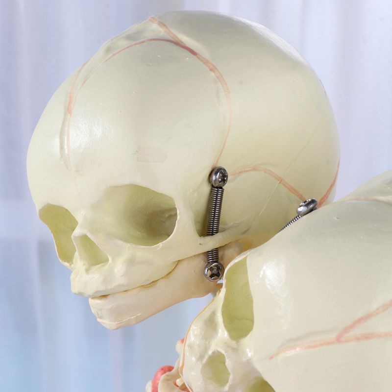 Bộ Xương Người 37cm Hai Đầu Dùng Trưng Bày Trí Não