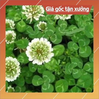 Noomanh493 100 hạt giống cỏ 3 lá