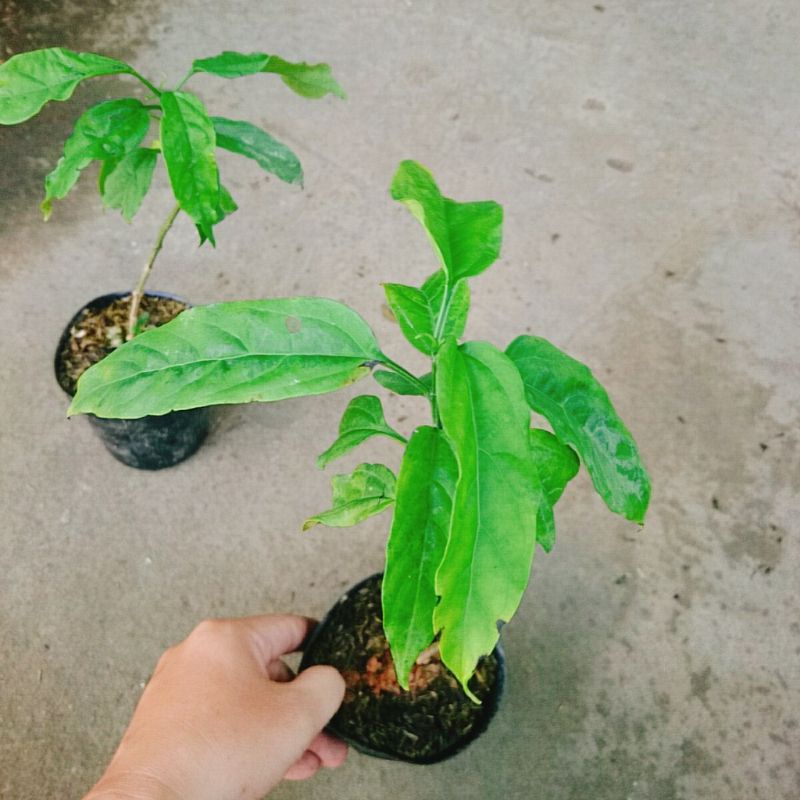 Cây Dạ Ngọc Minh Châu