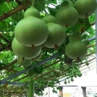 Hạt giống bầu hồ lô 5 hạt