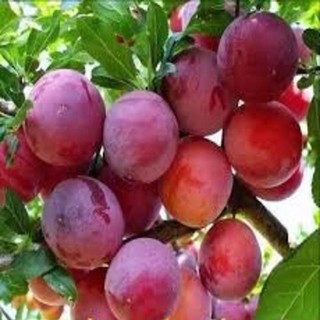 Giống cây mận hậu chuẩn giống