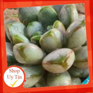 Sen đá hột nút🍏 |FREESHIP| 🔥 XỨ NÓNG, ĐÃ THUẦN KHÍ HẬU, KHOẺ ĐẸP 🍏 LỖI 1 ĐỔI 1