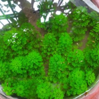 Cây thủy sinh Đại bảo tháp ( La hán)