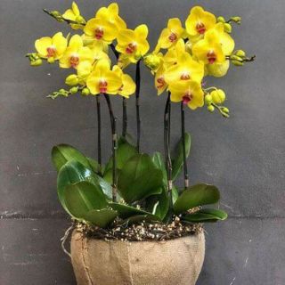 Combo 5 cốc hồ điệp sẵn ngồng