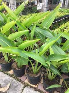 Chuối rẻ quạt ( chuối cọ )