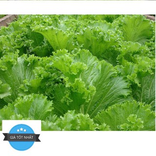 100h Hạt Giống Cải Mù Tạt Chịu Hạn Green Wave