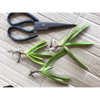 Bạch nhạn 3 cây nhỏ