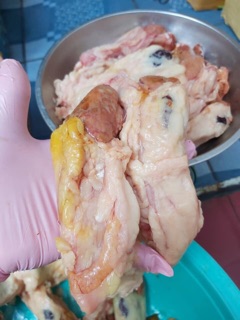 Ruột cá lóc _ 1kg [now ship]
