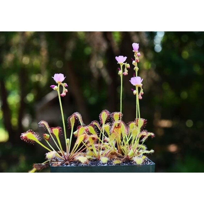 Cây bắt mồi gọng vó Drosera Collinsiae chuyên bắt côn trùng