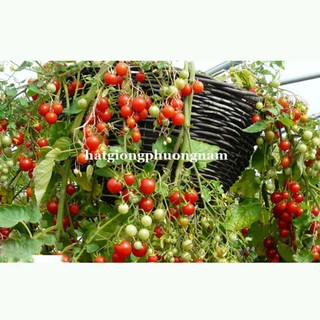 10H - hạt giống cà chua cherry rũ đỏ