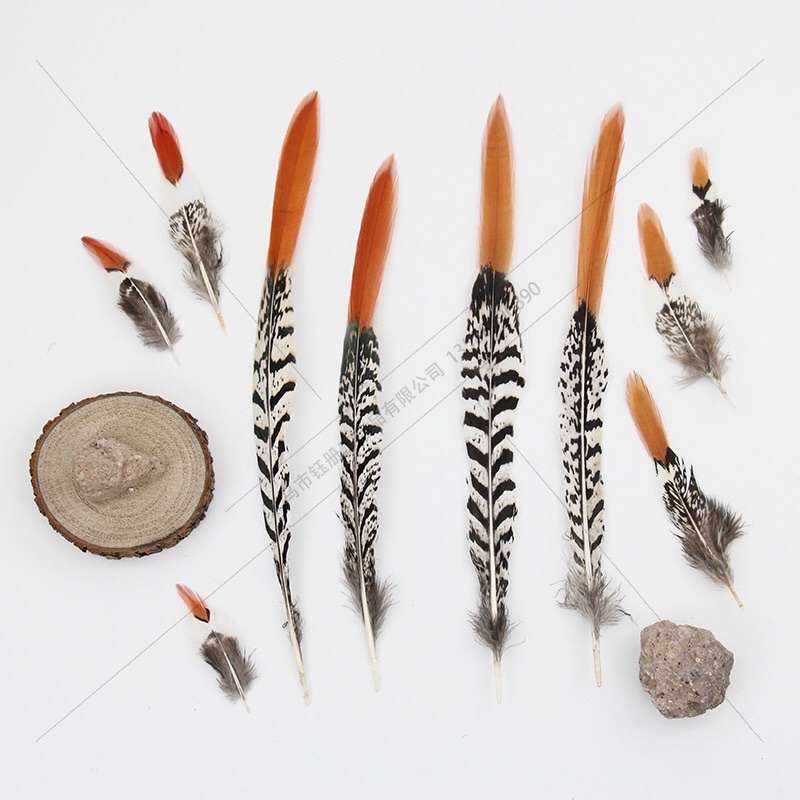 Lông chim trĩ đỏ đầu dài 5-10cm