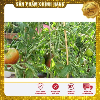 Hạt Giống Cà Chua Socola quả to gói 10 hạt