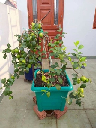 2 Cây Giống táo thái da xanh