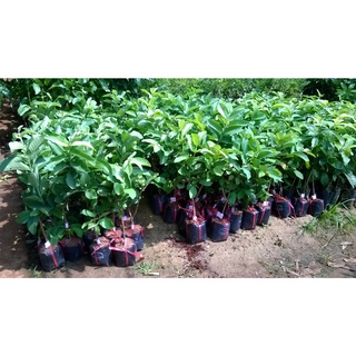CÂY GIỐNG ỔI SẺ RỪNG.( GIỐNG CHUẨN)