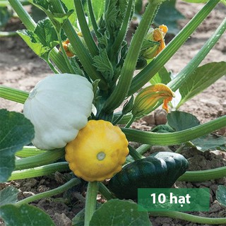 Hạt Giống Bí Đĩa Bay - 10 Hạt (TẶNG gói kích thích hỗ trợ hạt nảy mầm)