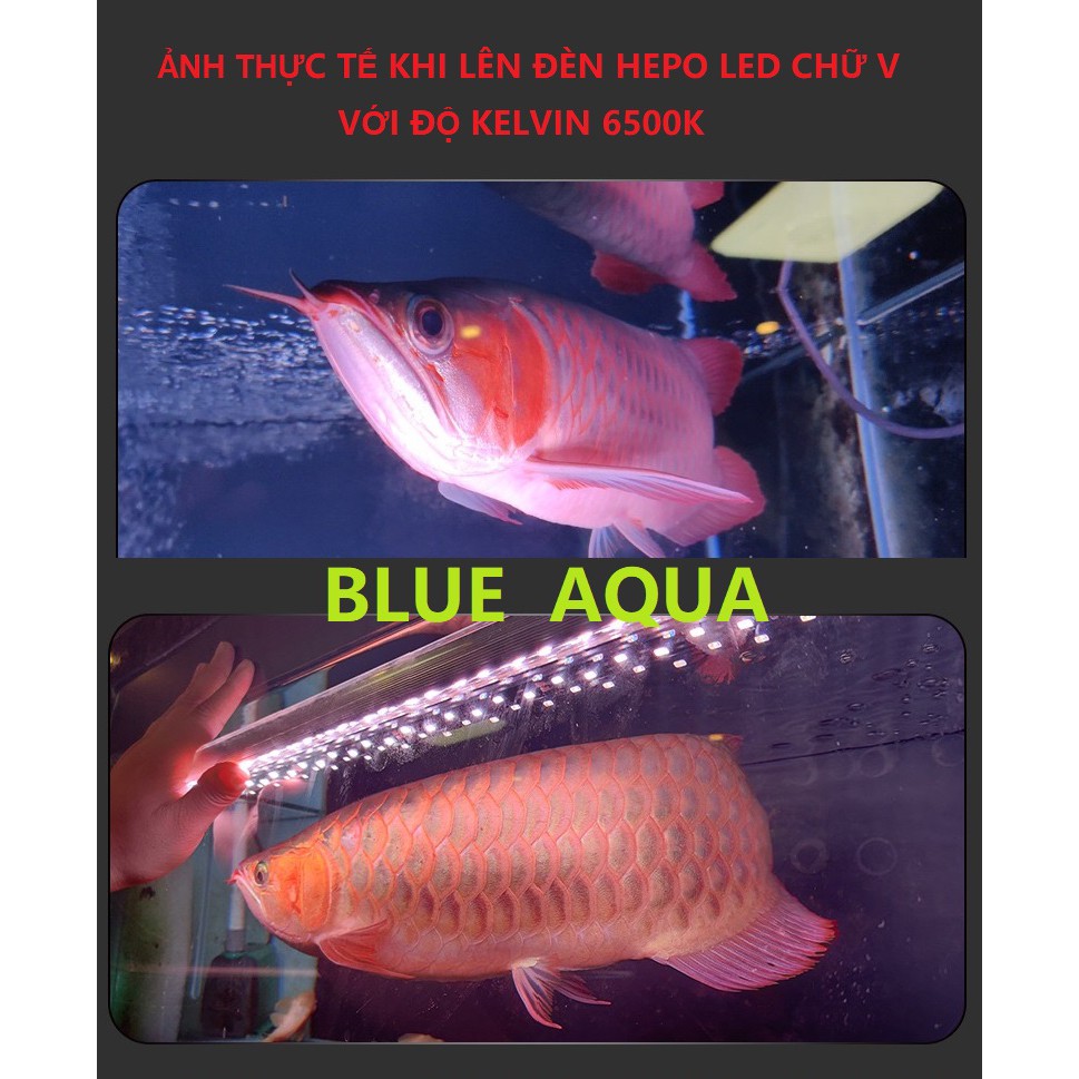 Đèn Led RGB Ibay Chuyên Tanning Cá Rồng