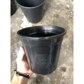 Chậu trồng kiểng lá