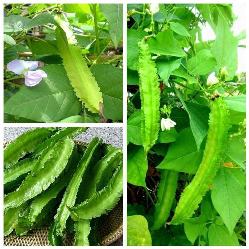 [HOT] Hạt Giống Đậu Rồng ( Đậu Khế ) - 10 hạt