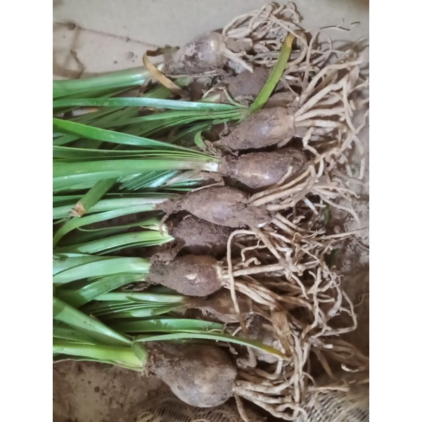 1 Củ hoa huệ mưa kép (tóc tiên kép) nhập ngoại size củ mẹ, củ size hoa