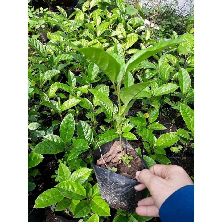 Cây chanh leo tím giống - Chanh dâY TÍM-FREESHIP TỪ 50K