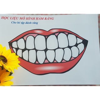 Học liệu mô hình hàm răng, cho bé tập đánh răng, giúp bé yêu thích việc đánh răng