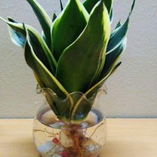 Cây Lưỡi hổ thái