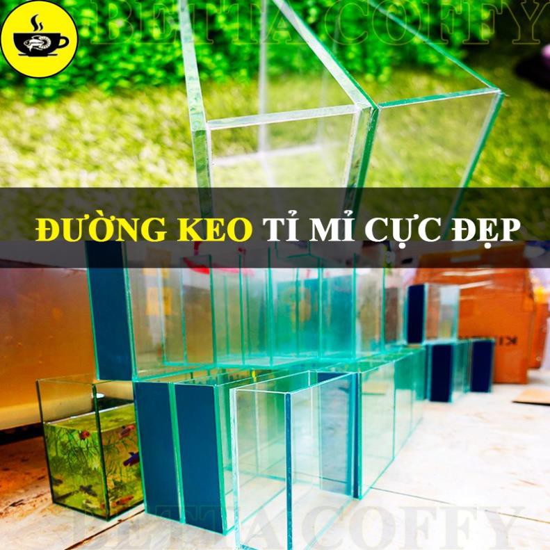 Hồ Show cá Betta & Guppy (Dấu keo) - Bể Cá bằng kính mini