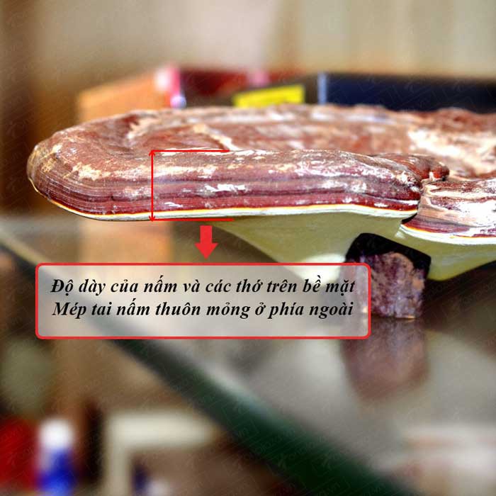 Nấm linh chi vàng thượng hạng Hàn Quốc đặc biệt túi xanh 1kg