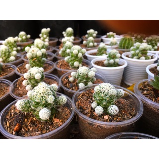 Combo 10 cây sen đá xương rồng mini