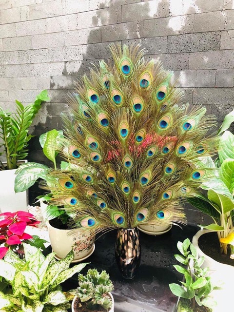 Lông công xanh 100cm hàng chọn mắt đại | BigBuy360 - bigbuy360.vn