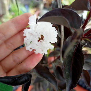 Cây tường vi bạch long