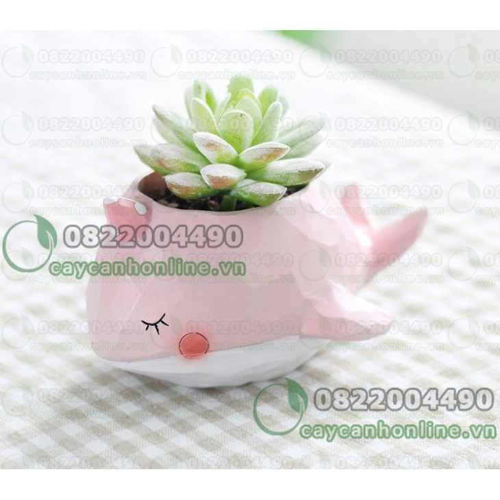 Chậu trồng cây hình cá voi cá heo chậu thú composite mini trồng cây cẩm nhung sen đá