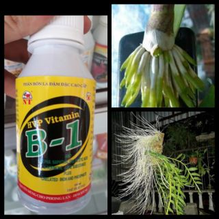 Phân bón cao cấp vitamin B1