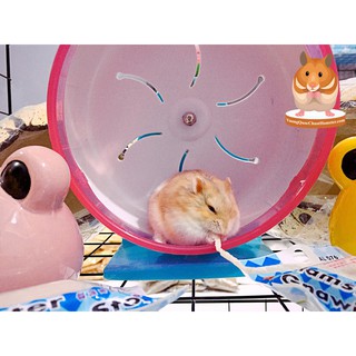 Cá sợi cho Hamster