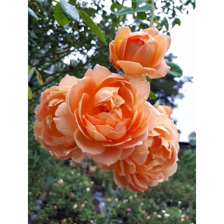 Hoa hồng leo Lady of shalott phù thủy quấn hút mới ra lò-Hoangoaimelinh