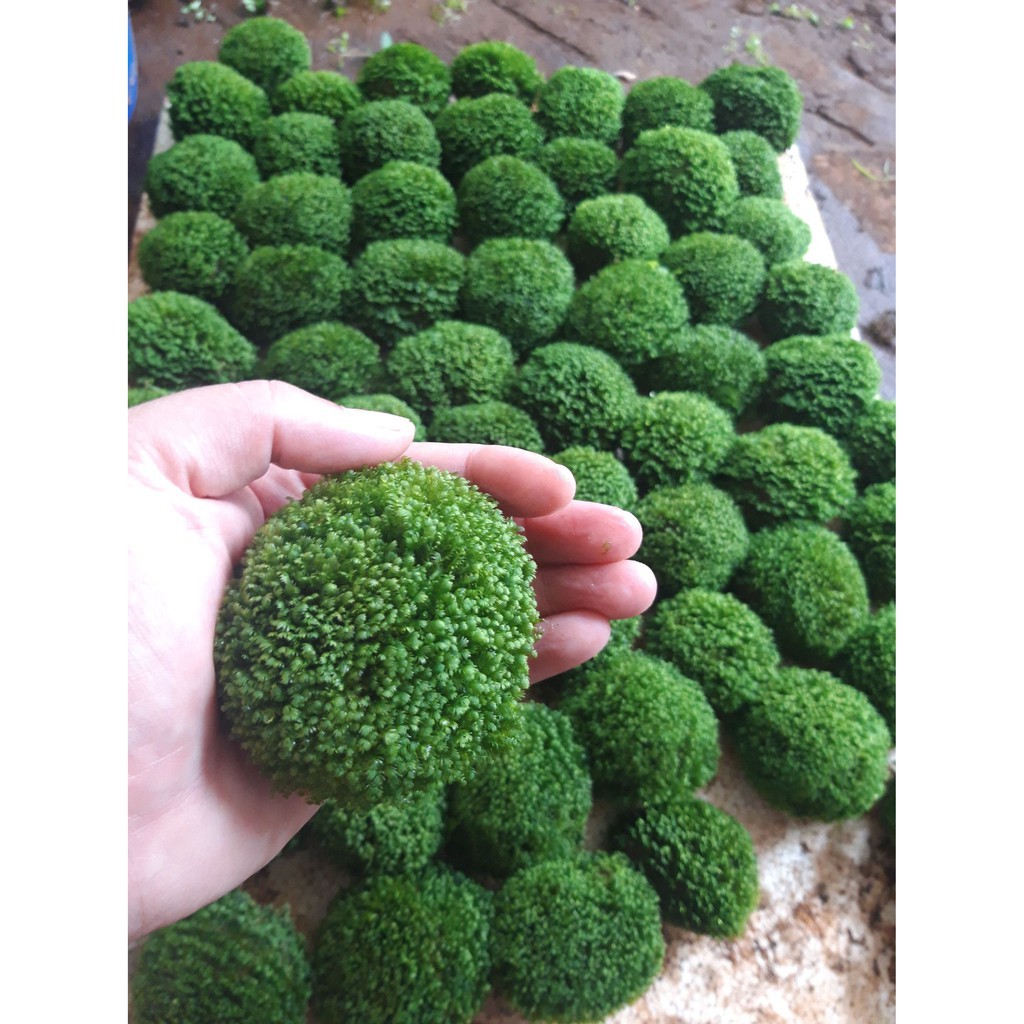 Rêu Mini Fiss Bám Đá loại lớn- Mini Fiss Viên Thuỷ Sinh - viên rêu minifiss - trang trí bể thủy sinh - bể tép